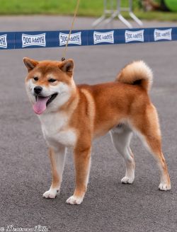 picture of dog