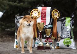 picture of dog