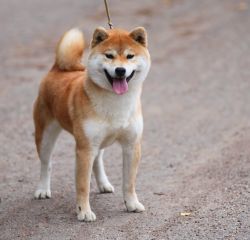 picture of dog