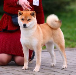 picture of dog
