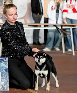 picture of dog