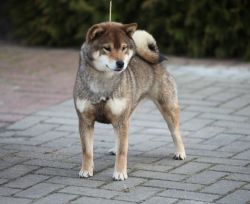 picture of dog