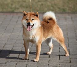 picture of dog