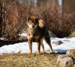 picture of dog