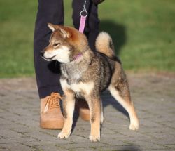 picture of dog