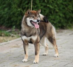 picture of dog