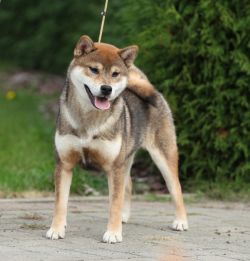 picture of dog