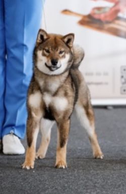 picture of dog