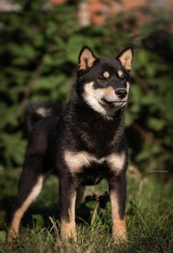 picture of dog