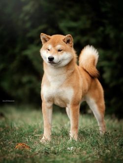 picture of dog