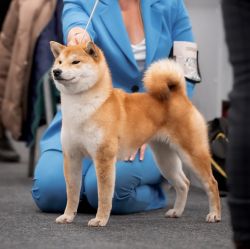 picture of dog