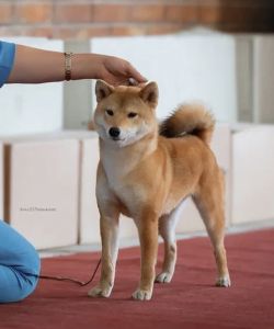 picture of dog