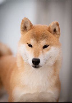 picture of dog