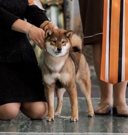 picture of dog