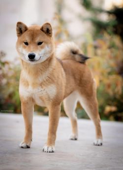 picture of dog