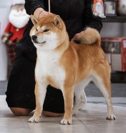picture of dog