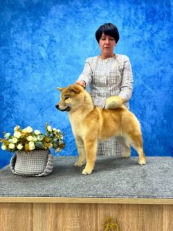 picture of dog