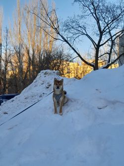picture of dog
