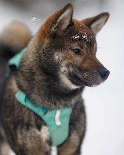 picture of dog