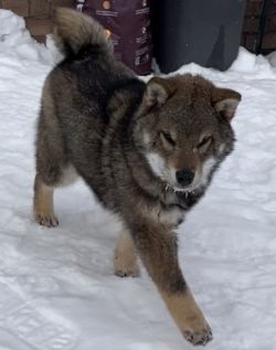 picture of dog