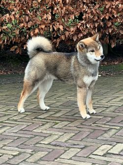 picture of dog