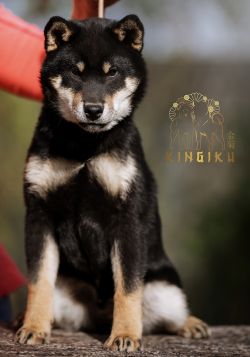 picture of dog