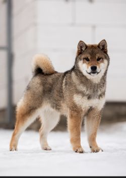 picture of dog