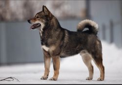 picture of dog