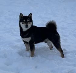 picture of dog