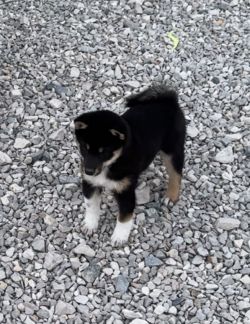 picture of dog