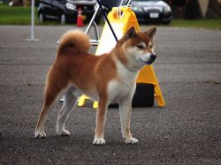 picture of dog