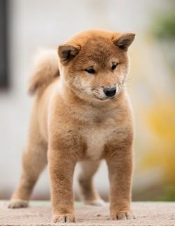 picture of dog
