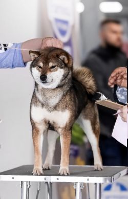 picture of dog
