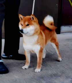 picture of dog