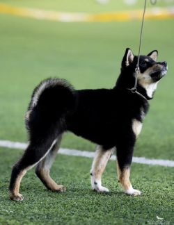 picture of dog