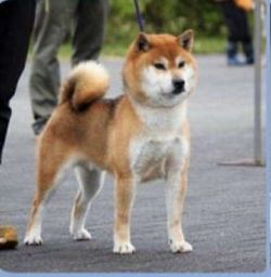 picture of dog