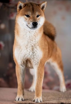 picture of dog