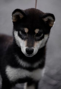 picture of dog