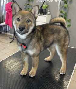 picture of dog