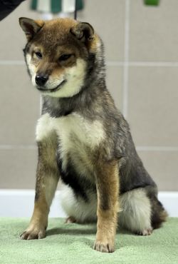 picture of dog