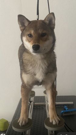 picture of dog