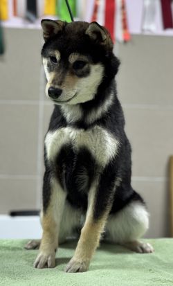 picture of dog