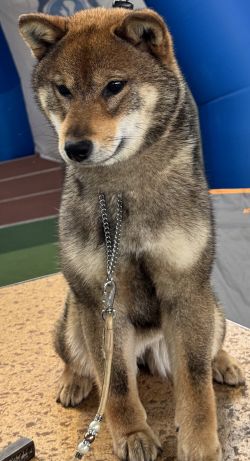 picture of dog