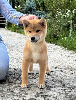 picture of dog