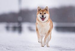 picture of dog