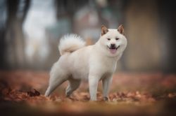 picture of dog