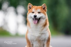 picture of dog