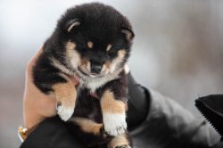 picture of dog