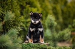 picture of dog