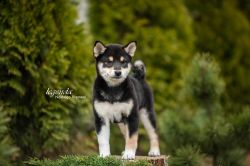 picture of dog